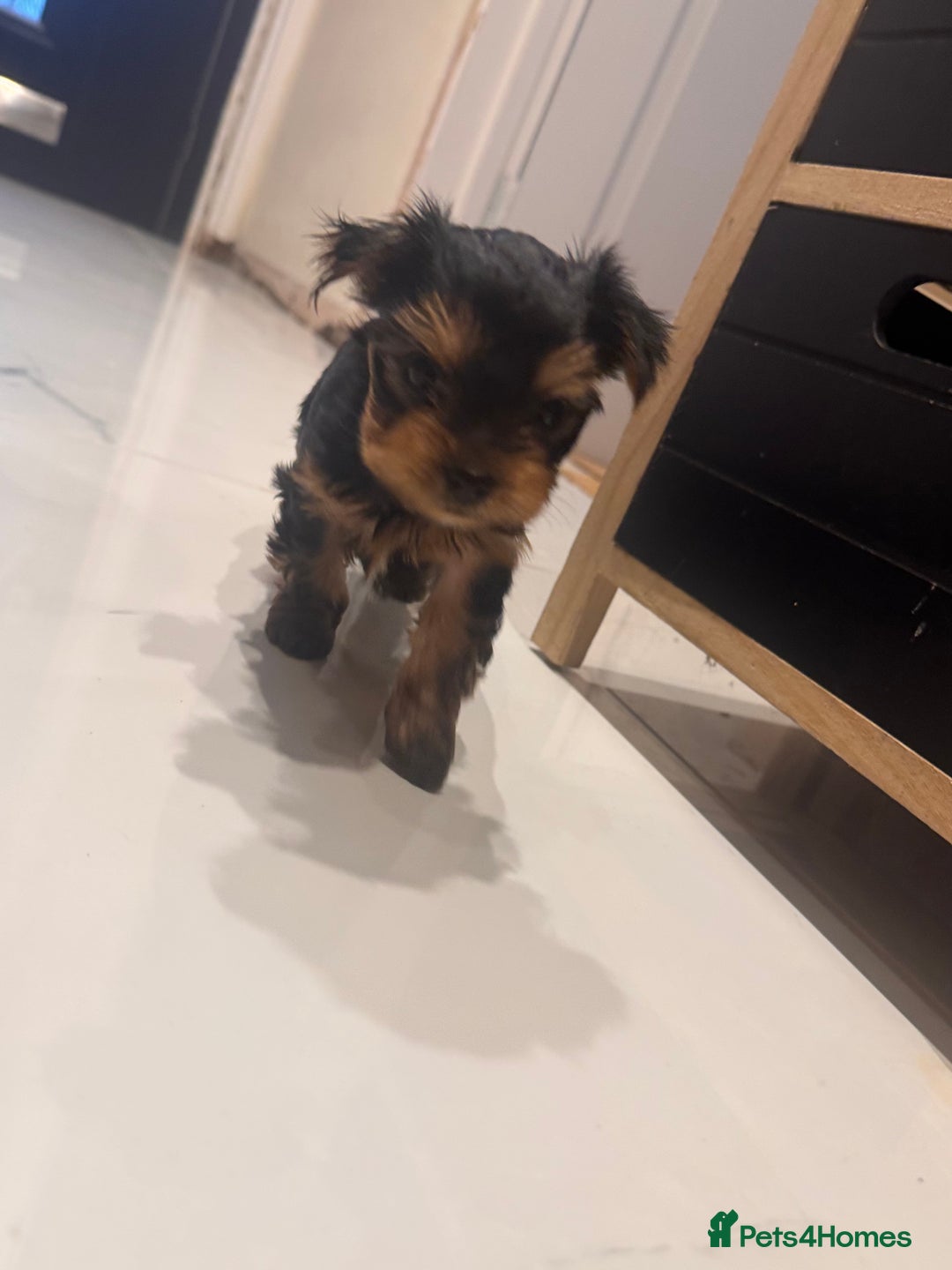 Yorkshire Terrier dogs for sale: Yorkshire terrier girl - Image 6