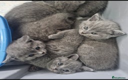 British Shorthair cats for sale: British Shorthair Kittens  - Image 3