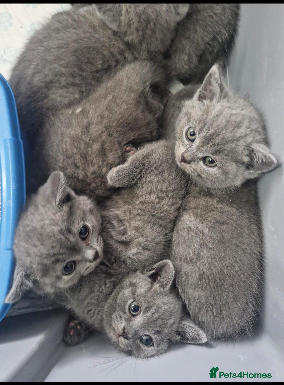 British Shorthair cats for sale: British Shorthair Kittens  - Image 3