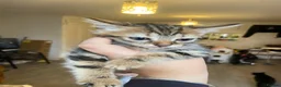 Mixed Breed cats for sale: Kittens/two adult cats - Advert 10