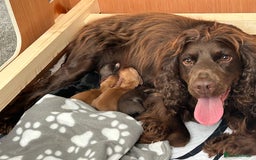 Cocker Spaniel dogs for sale: Final 2 pups in the Litter - Image 17