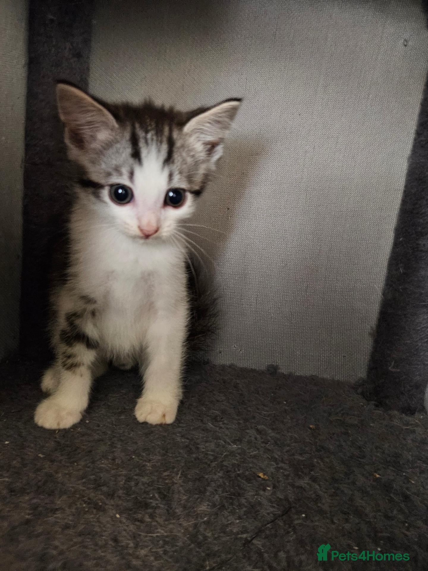 Mixed Breed cats Beautiful kittens  - Advert 1