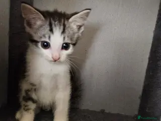 Mixed Breed cats Beautiful kittens - Advert 1