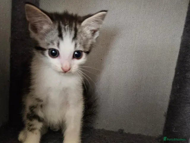 Mixed Breed cats Beautiful kittens - Advert 22