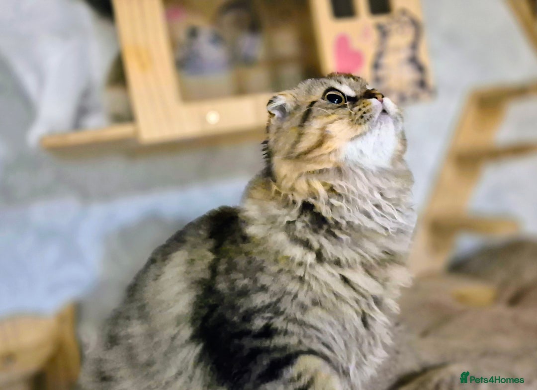 Scottish Fold cats for sale: 2 boys left! TICA registered Scottish Fold - Image 32