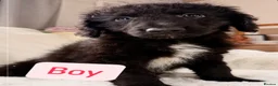 Bordoodle dogs for sale: Borderdoodle puppies  - Advert 9