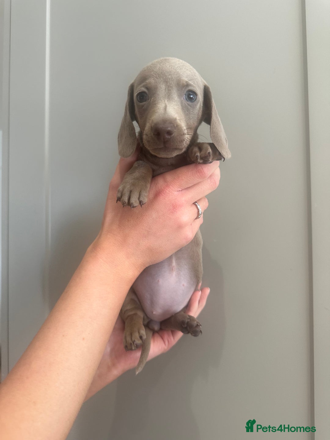 Miniature Dachshund dogs for sale: Miniature dachshunds  - Image 13