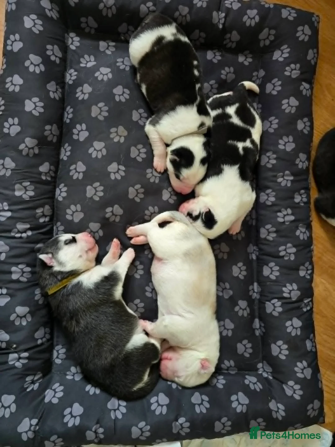 Siberian Husky dogs for sale: SIBERIAN HUSKY PUPS, 4 GIRLS, 1 BOY  - Advert 33