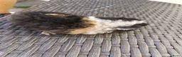 Guinea Pig rodents for sale: 2 baby girl guinea pigs  - Advert 2