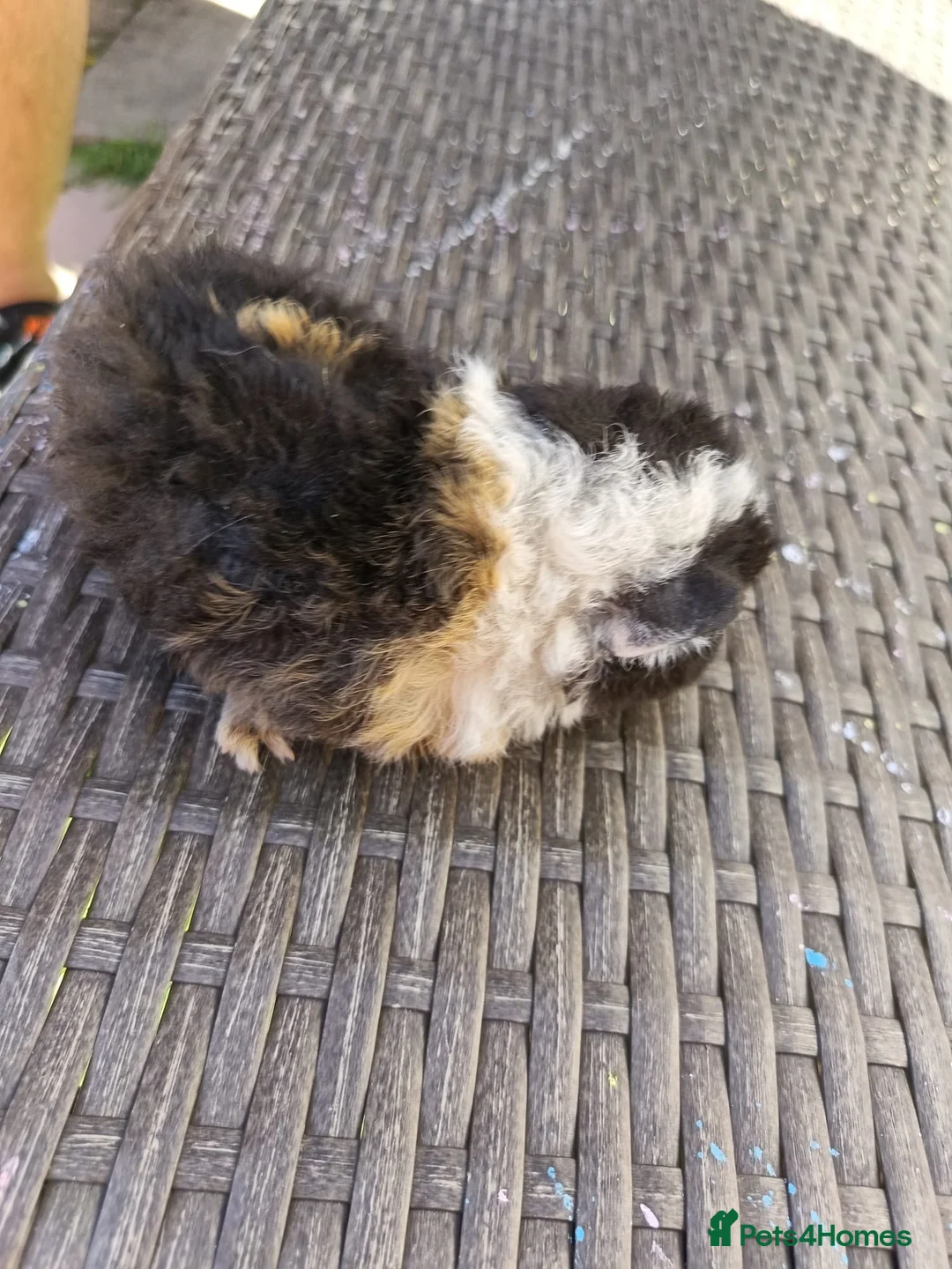 Guinea Pig rodents for sale: 2 baby girl guinea pigs  - Advert 2