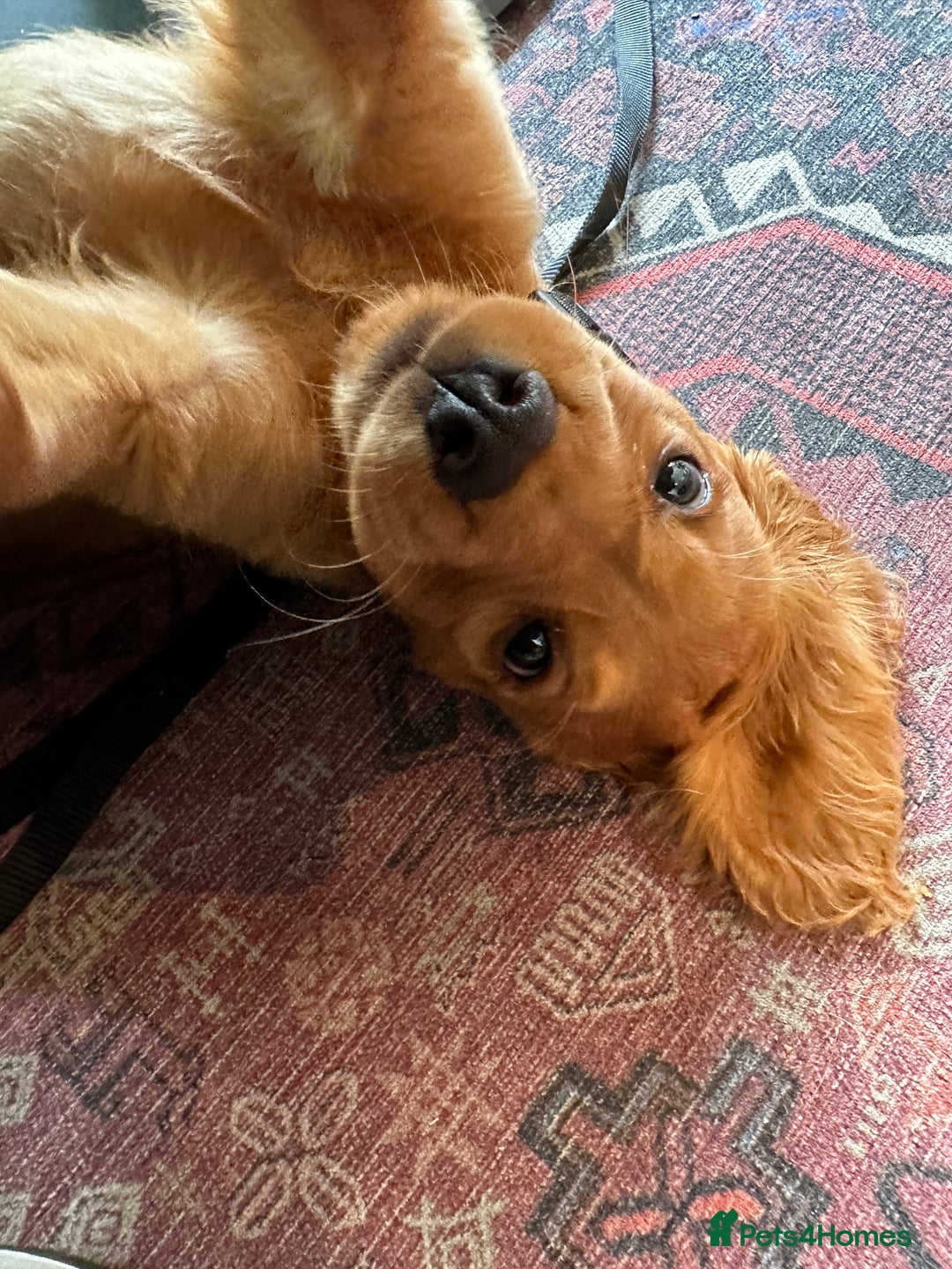 Cocker Spaniel dogs for sale: Pedigree Cocker Spaniel Puppies - Due Sept - Image 4