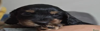 Cocker Spaniel 1