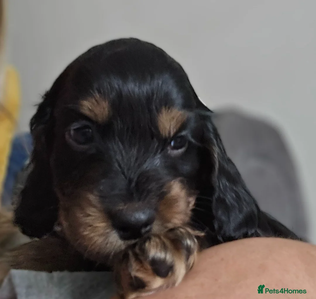 Cocker Spaniel dogs for sale: Beautiful KC Cocker Spaniel Puppies   - Advert 2