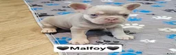 French Bulldog dogs for sale: French bulldog pups - Advert 7