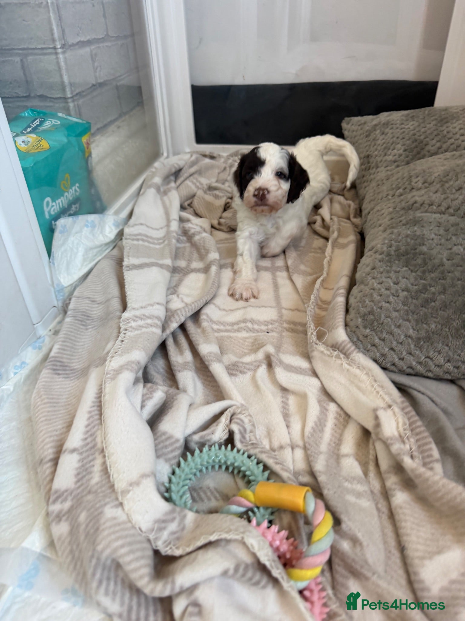 Mixed Breed dogs Sproodle puppies  - Advert 3