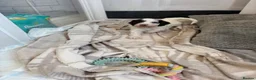 Mixed Breed dogs for sale: Sproodle puppies  - Advert 1