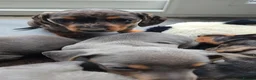 Miniature Dachshund dogs for sale: Miniature Dachshund puppies  - Advert 4
