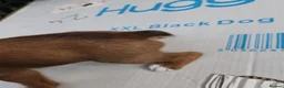 Boxer dogs for sale: Bobtail K C reg - Advert 3