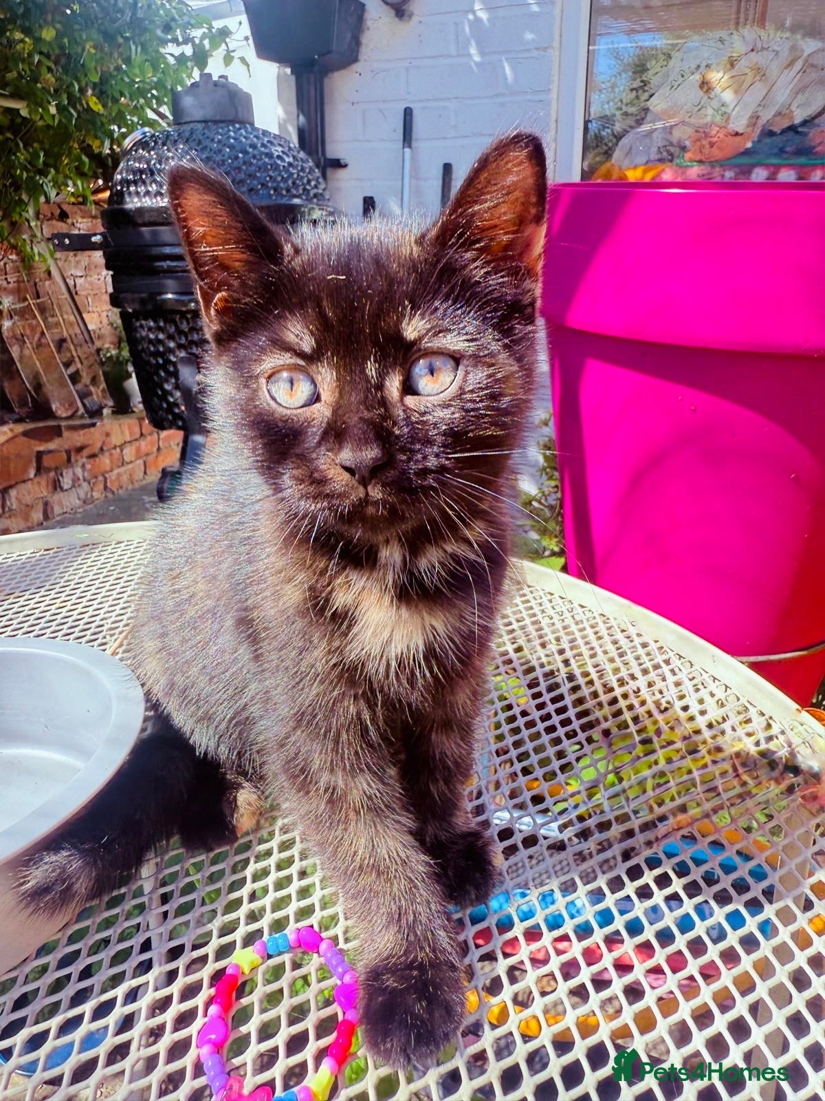 British Shorthair cats Last Girl Ready To Go! BSH x Persian Chinchilla - Advert 2