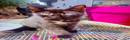 British Shorthair cats for sale: Last Girl Ready To Go! BSH x Persian Chinchilla - Advert 3