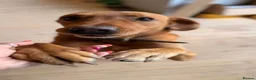 Mixed Breed dogs for sale: Rhodesian Ridgeback x Fox Red Labrador  - Advert 11