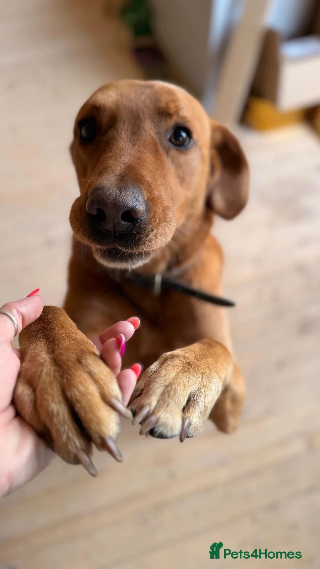 Mixed Breed dogs for sale: Rhodesian Ridgeback x Fox Red Labrador  - Advert 11