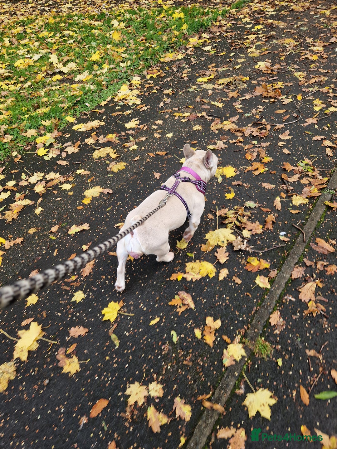 French Bulldog dogs for sale: Kc registered french bulldog dog . - Advert 5