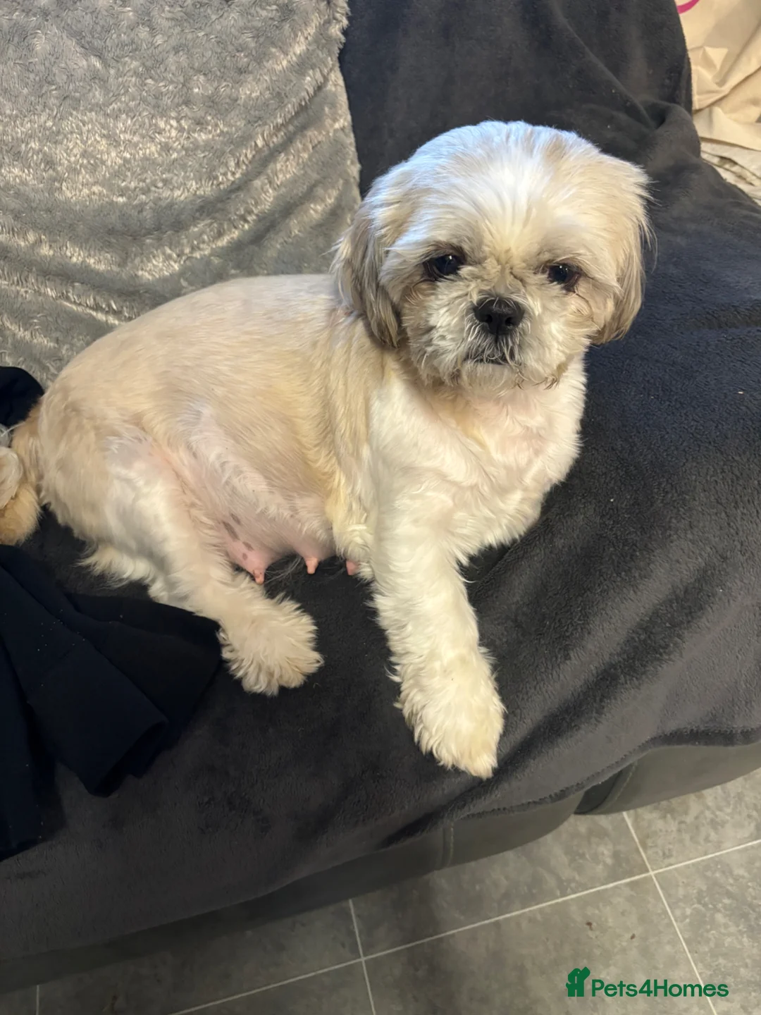 Shih Tzu dogs for sale: Shitzu - Advert 2