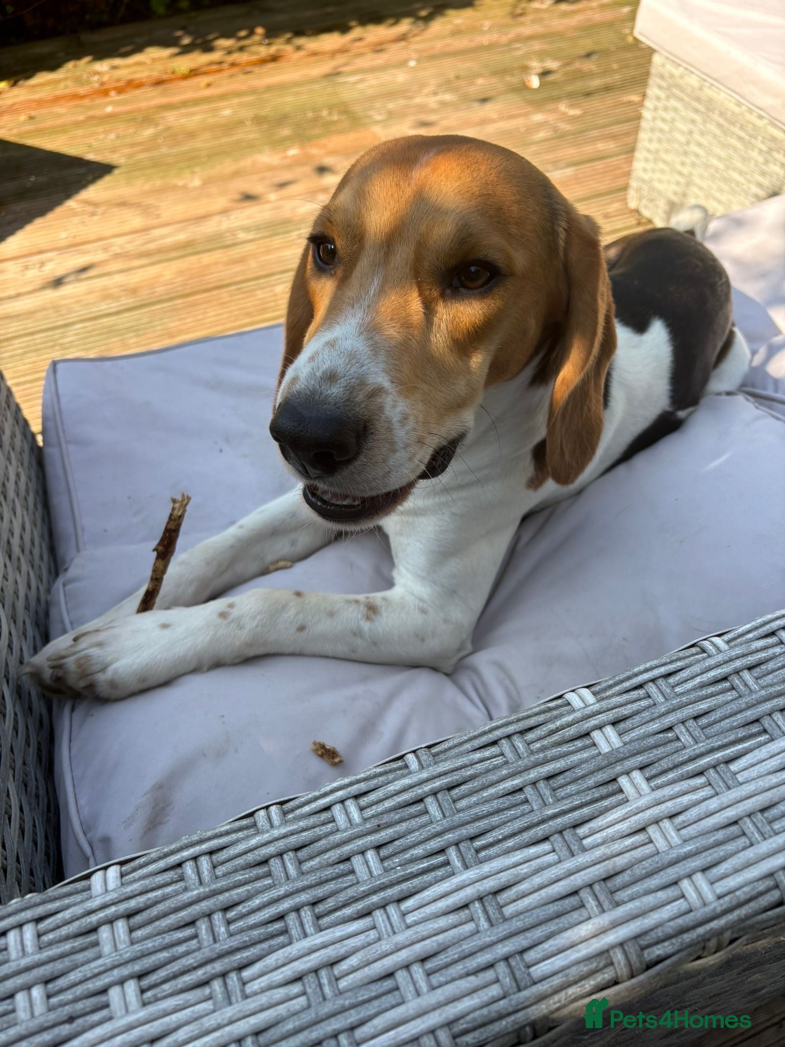 Beagle dogs Loveable and playful beagle for re homing  - Advert 1