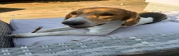 Beagle dogs for sale: Loveable and playful beagle for re homing  in Sudbury - Advert 1