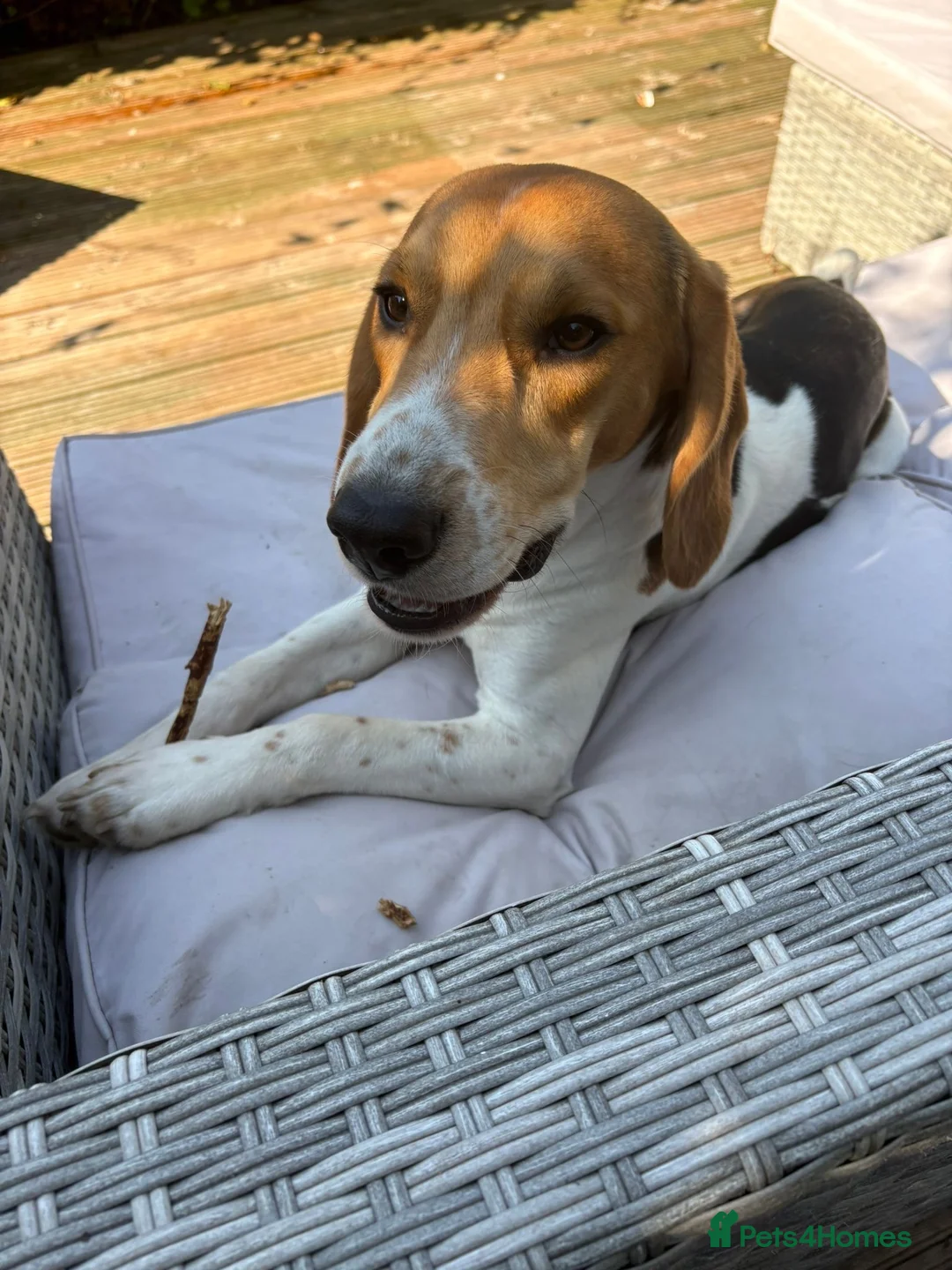 Beagle dogs for sale: Loveable and playful beagle for re homing  in Sudbury - Advert 1