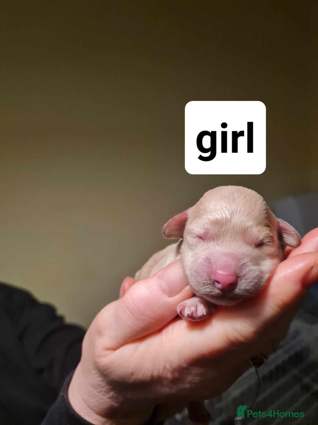 Poochon dogs for sale: 4 beautiful fluffy poochon puppies for sale - Advert 4