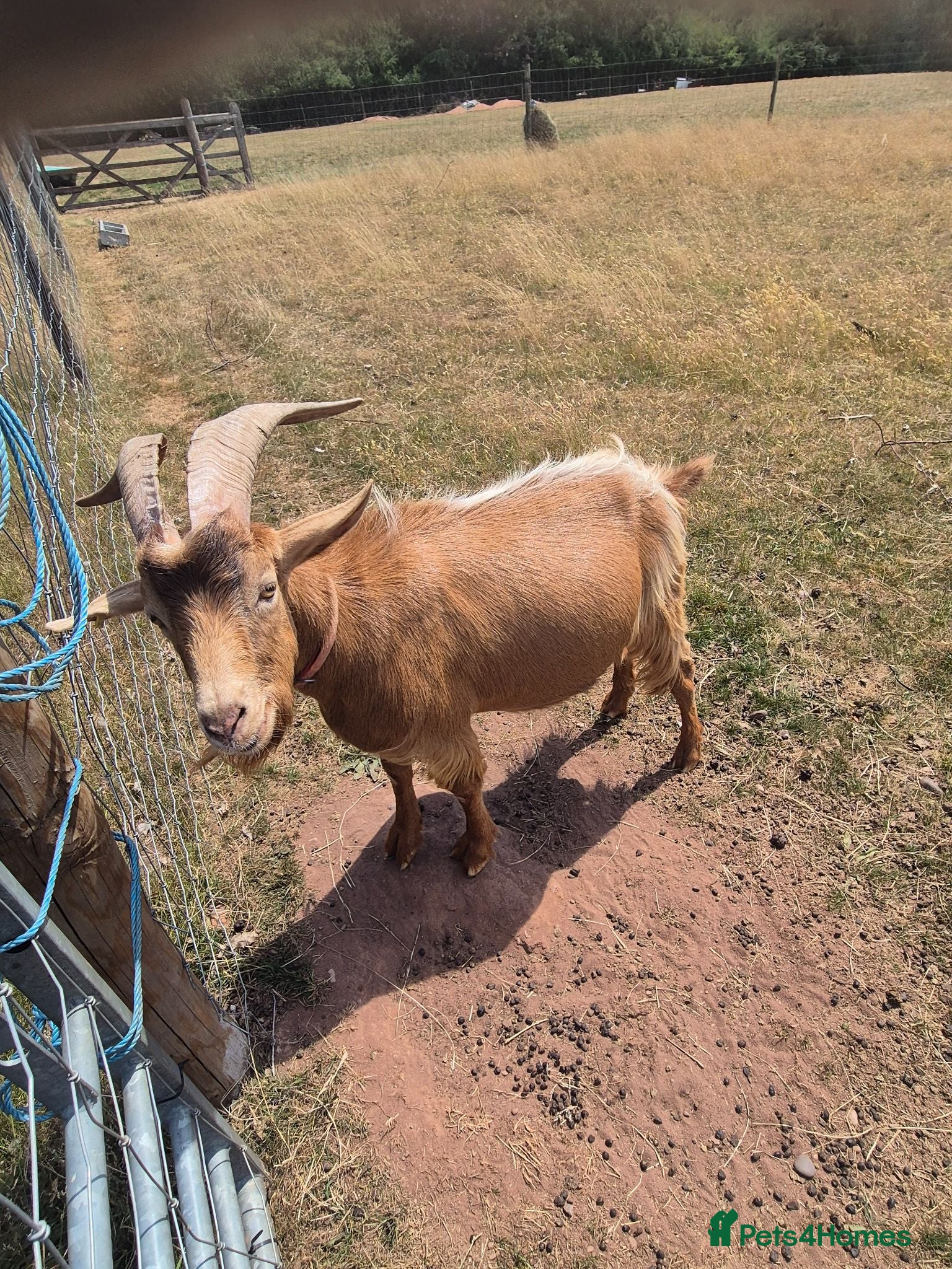 Goats livestock Golden guernsey male  - Advert 2