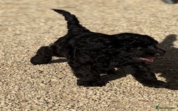 Labradoodle dogs for sale: F1b 3rd generation Labradoodles  - Image 4