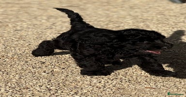 Labradoodle dogs - Advert 6