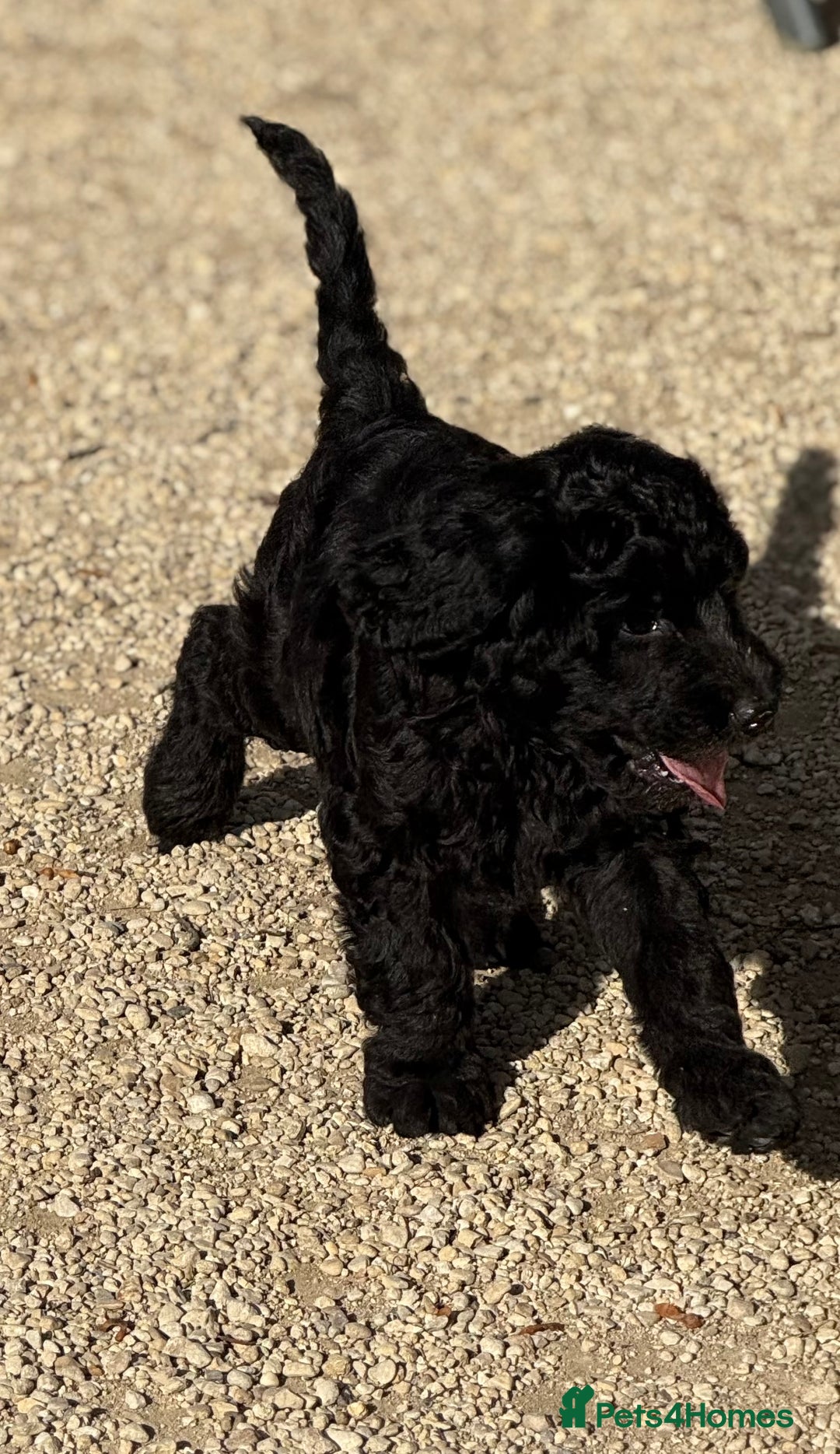 Labradoodle dogs for sale: F1b 3rd generation Labradoodles  - Image 4