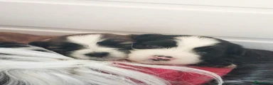 Tibetan Terrier 4