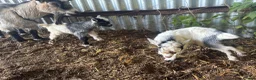 Goats livestock for sale: 4x Male Pygmy Goat Baby Boys - Advert 2