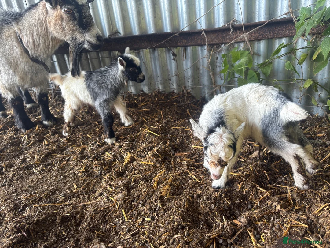 Goats livestock for sale: 4x Male Pygmy Goat Baby Boys - Advert 2