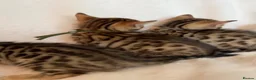 Bengal cats for sale: Stunning Pure Bengal Kittens Ready For Reservation - Advert 31