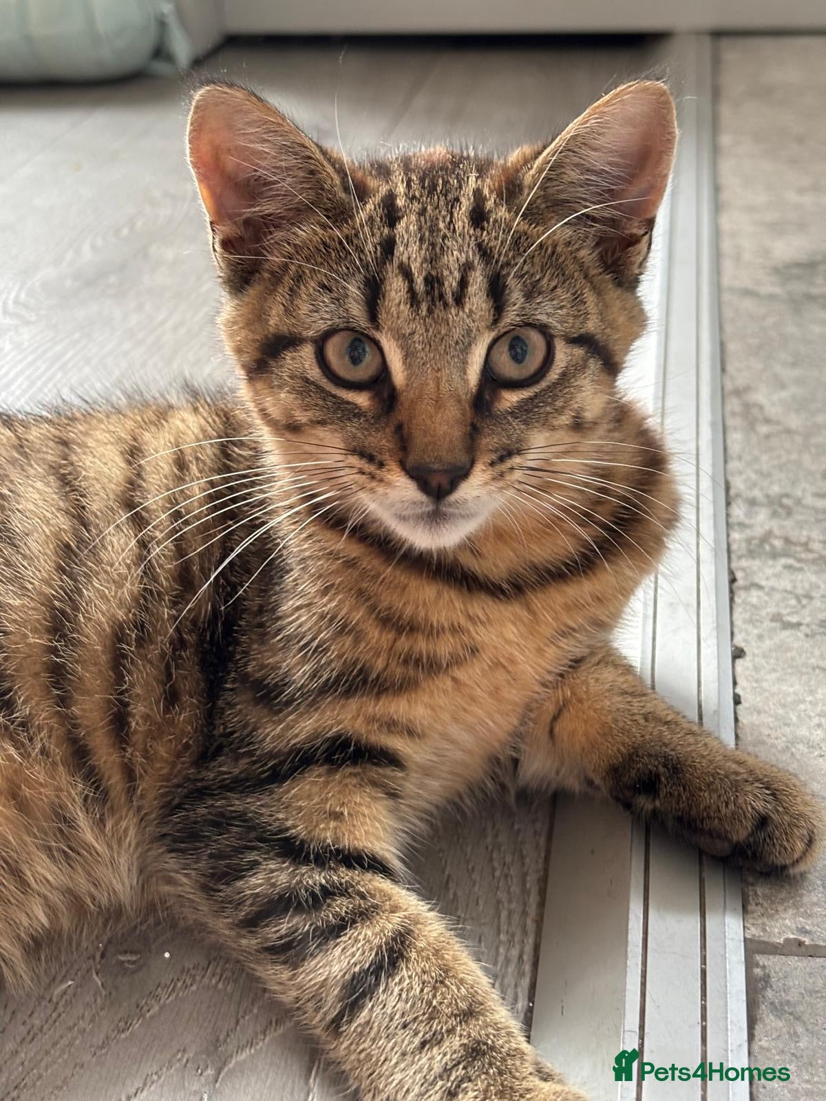 Mixed Breed cats Little Tiger🐯  - Advert 1