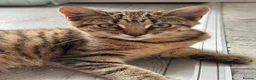 Mixed Breed cats for sale: Little Tiger🐯  in Barking - Advert 1