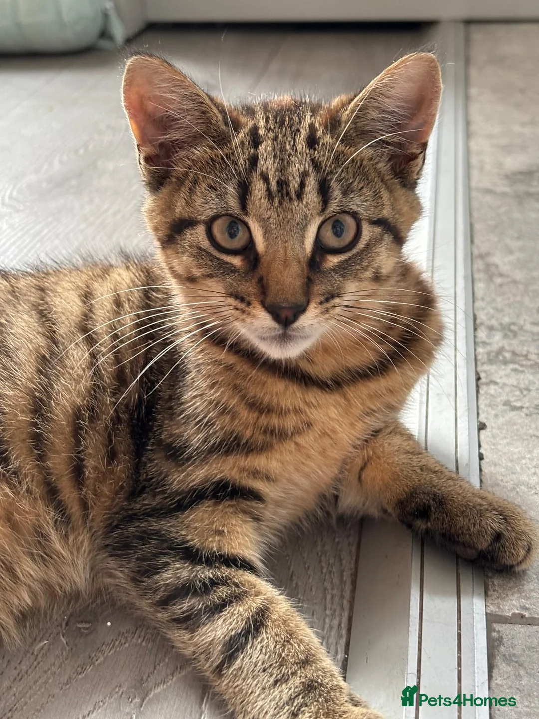 Mixed Breed cats for sale: Little Tiger🐯  in Barking - Advert 1