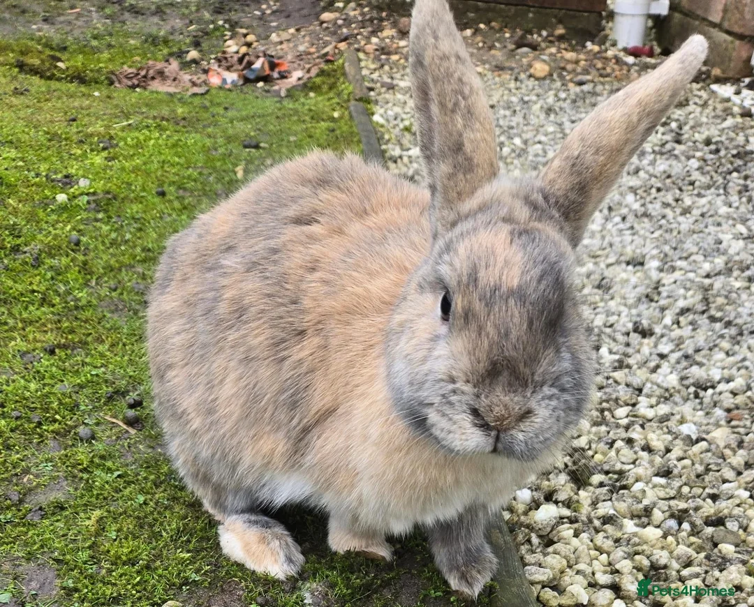 Netherland Dwarf rabbits for sale: 2 Netherlands dwarf rabbits. in Amersham - Advert 3