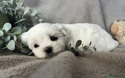 Maltese dogs for sale: MALTESE PUPPIES - Image 2