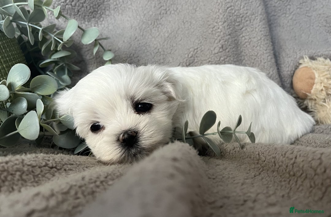 Maltese dogs for sale: MALTESE PUPPIES - Image 2
