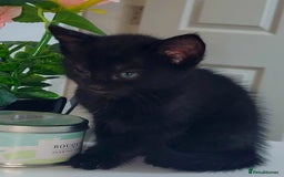 British Shorthair cats for sale: British Shorthair Kittens for sale  - Image 16