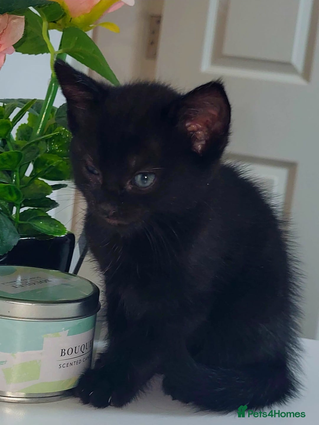British Shorthair cats for sale: British Shorthair Kittens for sale  - Image 16