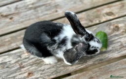 Mini Lop rabbits for sale: 2 mini lops for sale, 1 male 1 female - Image 5