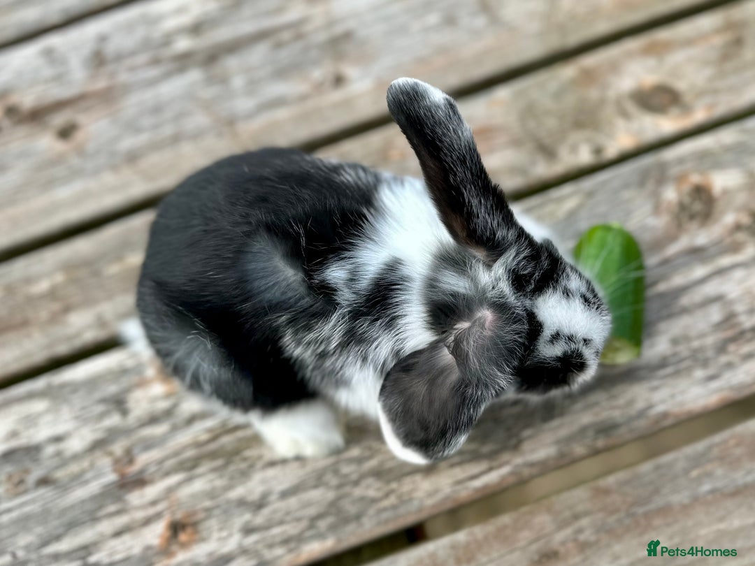 Mini Lop rabbits for sale: 2 mini lops for sale, 1 male 1 female - Image 5